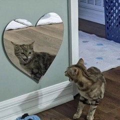 kvltKitten