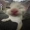 Snowy_evi