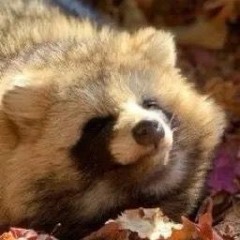 Pikio