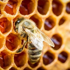 Honey Bee
