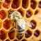 Honey Bee