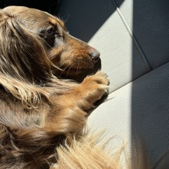 hushpuppy
