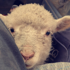 ashley hall 🇦🇺