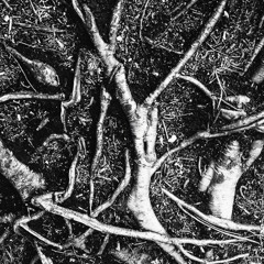 les échos de l'ombre