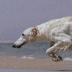 jawsyp
