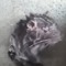 rat