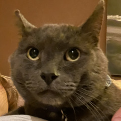 püboi