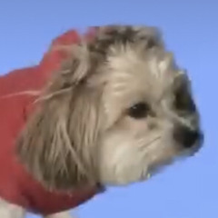 dog in a hoodie
