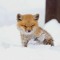 snow the fox