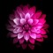 Rania.Ahmed