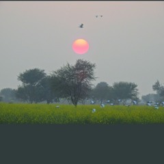 Singh