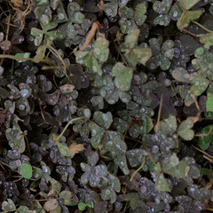 Apollinariya