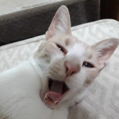 Anibal