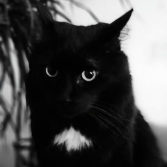 Crazy_kitty
