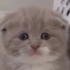 Oraalidonitsi (got a job and life)