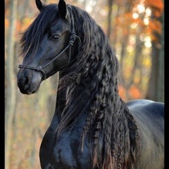 la maka shatta bounty 972 🇲🇶🇲🇶