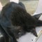 black cat