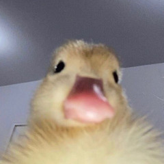 GayRay