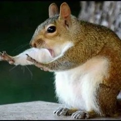 pink pebbles sprinks za