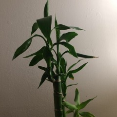 KurteousCobain