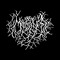 Morcus