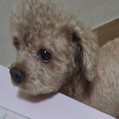 우성