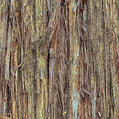 Crimson Cedars