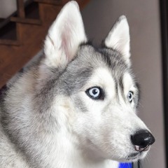 🏴‍☠️ 𝔄𝔯𝔠𝔥𝔦𝔒𝔩𝔡 🏴󠁧󠁢󠁳󠁣󠁴󠁿