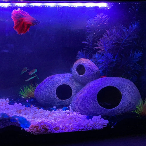 Counting Stars-OneRepublic (Cover)