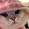 Meow ngủ gật