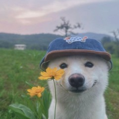 vloski