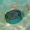 rofi_382