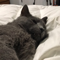 GreyCat