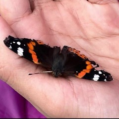 soroush🦋