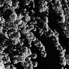 Aeterna