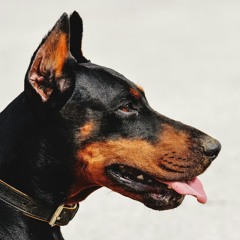 Doberman