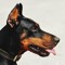 Doberman