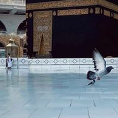 Farida Hameed