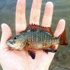Mangrove Jack’s