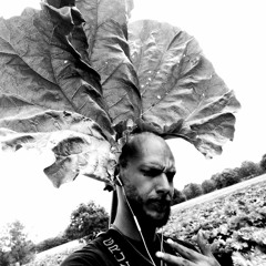 Majesty Herb