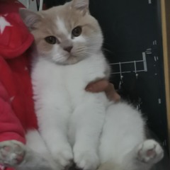 单暮