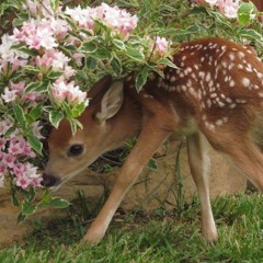 رَنُّــون ✨🦋