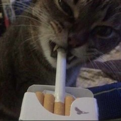 Nikoxss :3