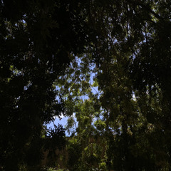 داليا