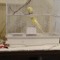 flowers bird