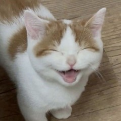 Venâncio*✧･ﾟ:*