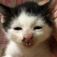 anh 0 buon nhu em nghi