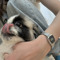yinghui