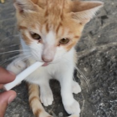 Anarchy