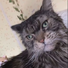 #амбассадоразврата